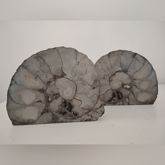 unbranded Other - Ammonite Fossil Authentic Matched Pair Set Polished Natural Eco Decor Bookends